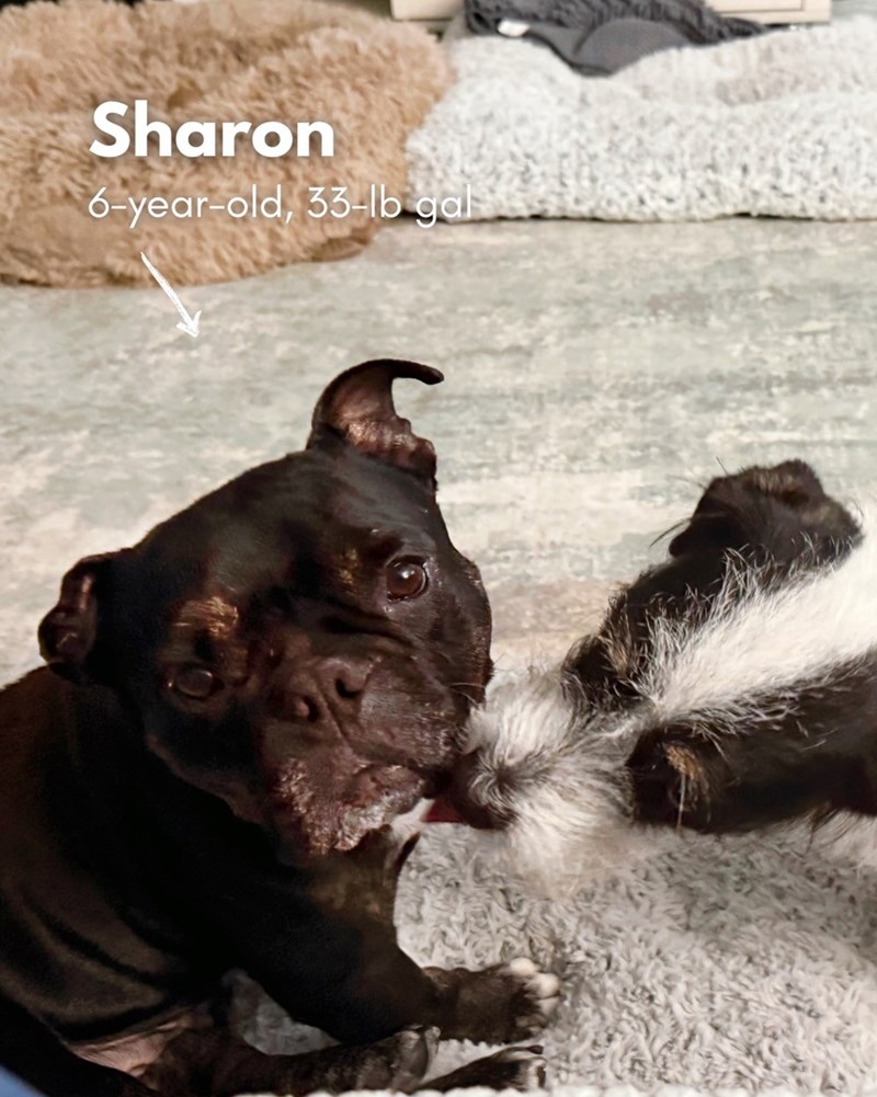 Sharon 6-year-old, 33-lb gal