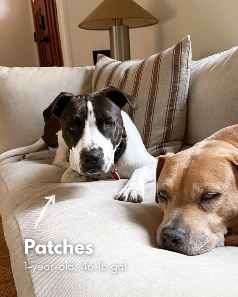 Patches 1-year-old, 46-lb gal