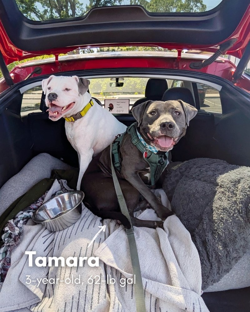 69°F Tamara 3-year-old, 62 lb gal