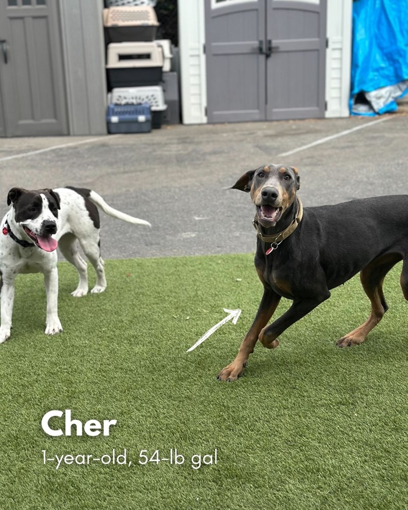 Cher 1-year-old, 54-lb gal