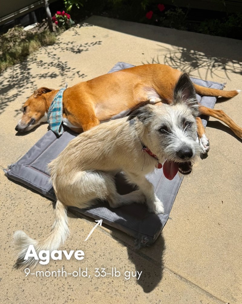 Agave 9-month-old, 33-lb guy