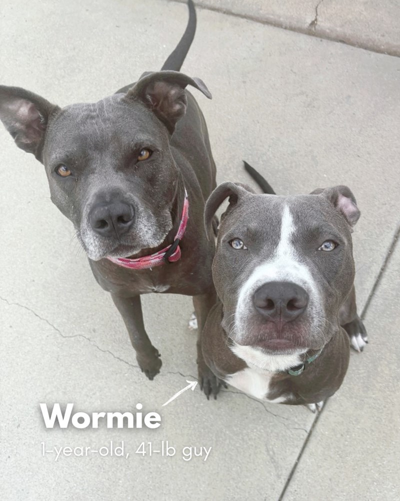 Wormie 1-year-old, 41-lb guy