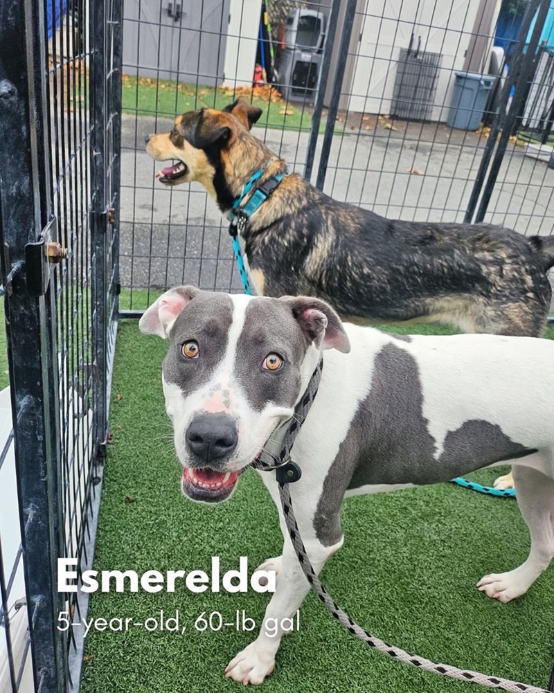 Esmerelda 5-year-old, 60-lb gal