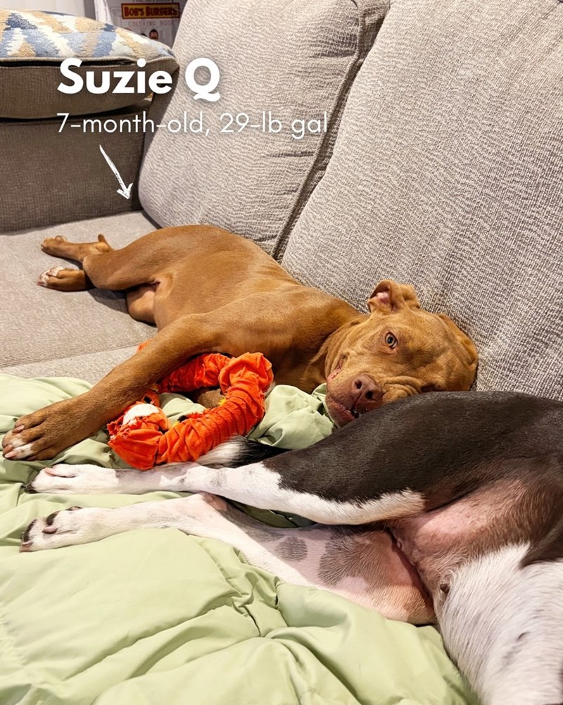BOB'S BURGER COLORING BOOK Suzie Q 7-month-old, 29 lb gal