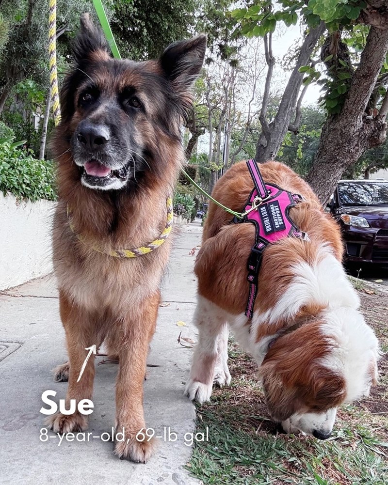BEST FRIEND Sue 8-year-old, 69-lb gal