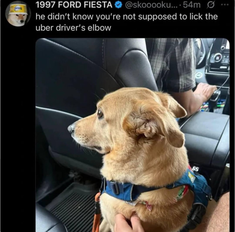 1997 FORD FIESTA @skooooku.... 54m Ø he didn't know you're not supposed to lick the uber driver's elbow