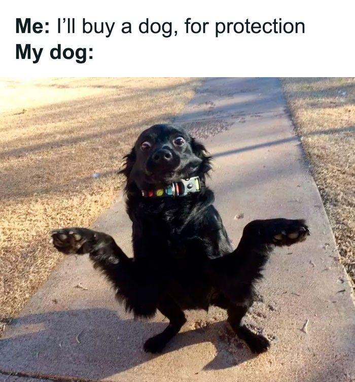 Me: I'll buy a dog, for protection My dog: