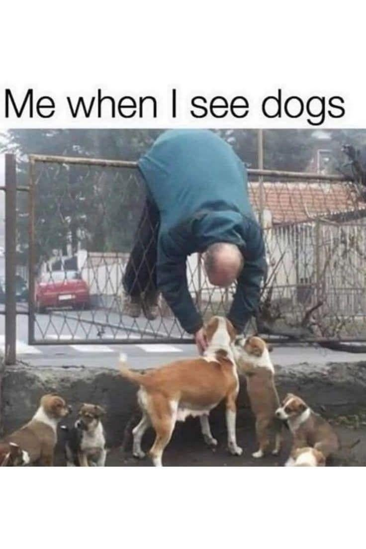 Me when I see dogs