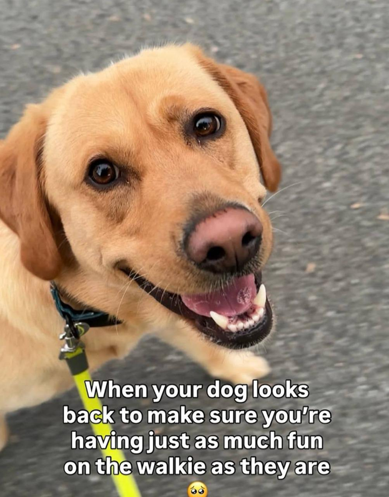 When your dog looks back to make sure you're having just as much fun on the walkie as they are