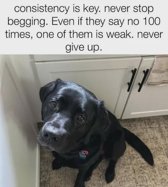 consistency is key. never stop begging. Even if they say no 100 times, one of them is weak. never give up.