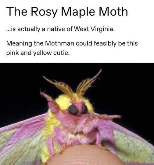 The Rosy Maple Moth ...is actually a native of West Virginia. Meaning the Mothman could feasibly be this pink and yellow cutie.