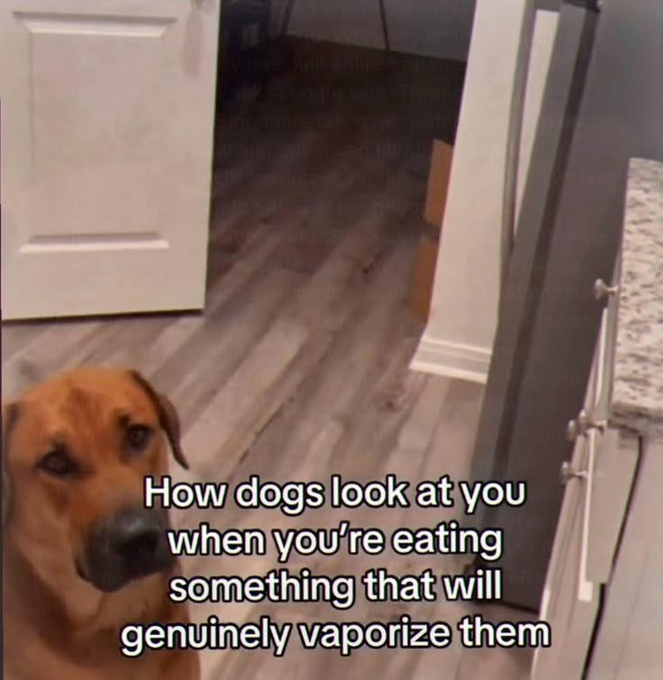 Amivanore Laker rainwate How dogs look at you when you're eating something that will genuinely vaporize them