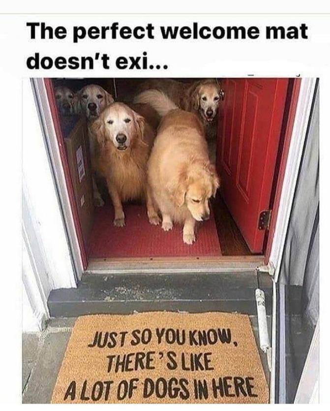 The perfect welcome mat doesn't exi... JUST SO YOU KNOW, THERE'S LIKE A LOT OF DOGS IN HERE
