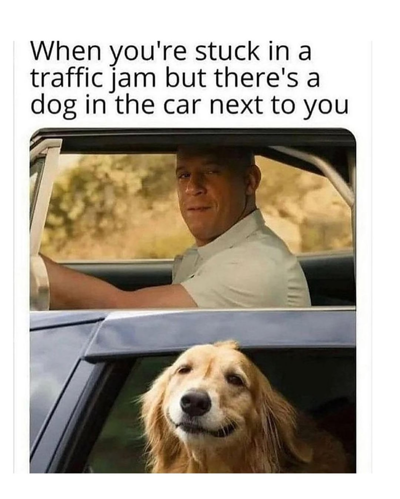 When you're stuck in a traffic jam but there's a dog in the car next to you