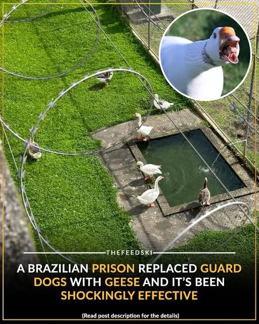 THEFEEDSKI- A BRAZILIAN PRISON REPLACED GUARD DOGS WITH GEESE AND IT'S BEEN SHOCKINGLY EFFECTIVE (Read post description for the details)