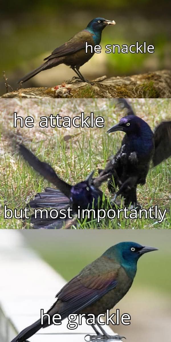 he snackle he attackle but most importantly he grackle