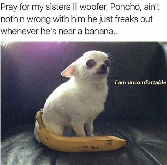 Pray for my sisters lil woofer, Poncho, ain't nothin wrong with him he just freaks out whenever he's near a banana.. i am uncomfortable