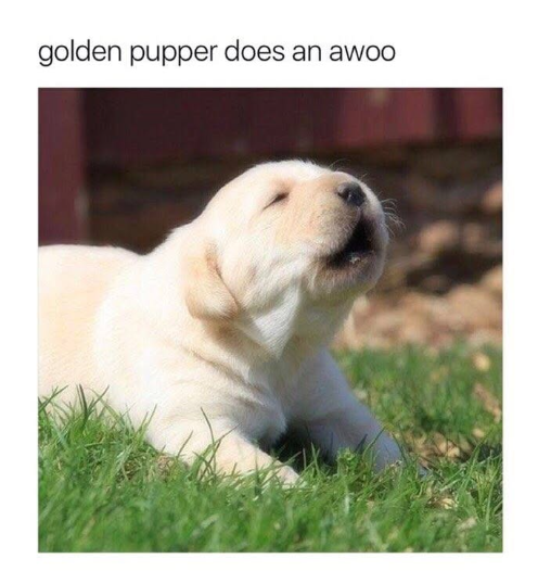 golden pupper does an awoo