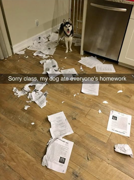 Sorry class, my dog ate everyone's homework