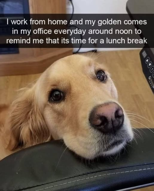 I work from home and my golden comes in my office everyday around noon to remind me that its time for a lunch break