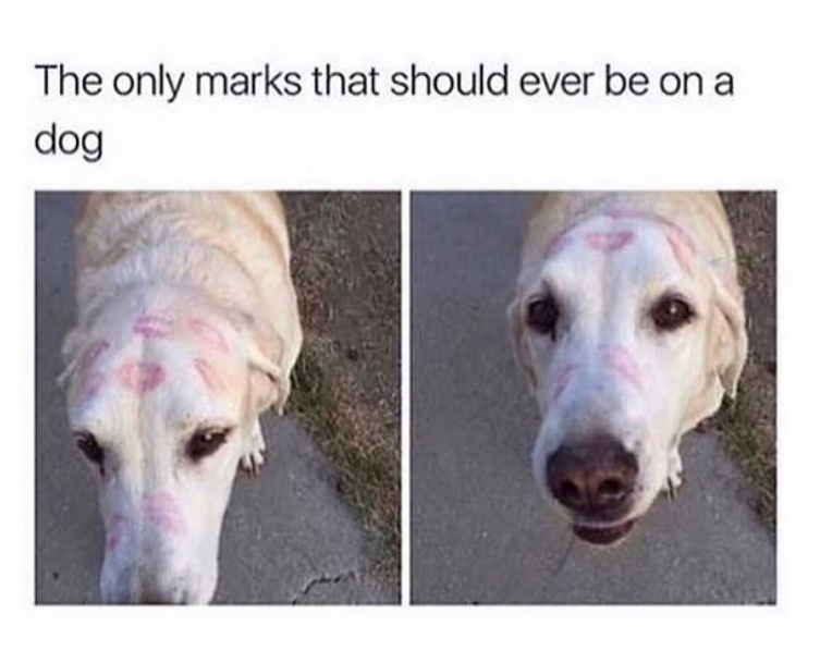 The only marks that should ever be on a dog