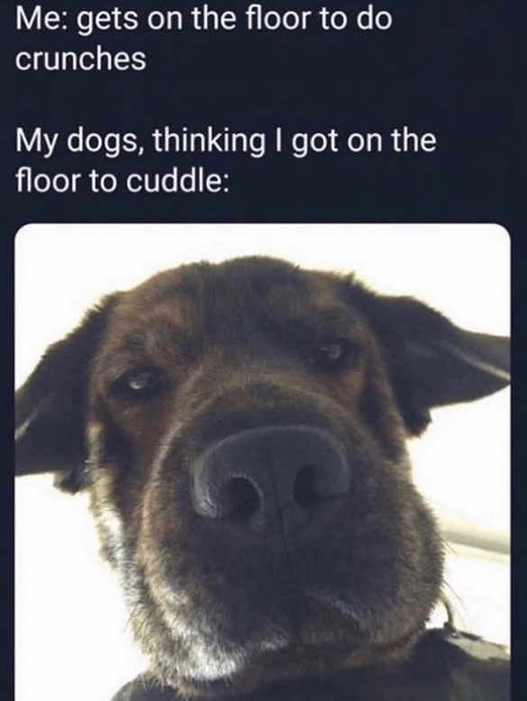 Me: gets on the floor to do crunches My dogs, thinking I got on the floor to cuddle: