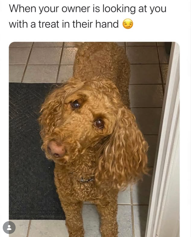 When your owner is looking at you with a treat in their hand