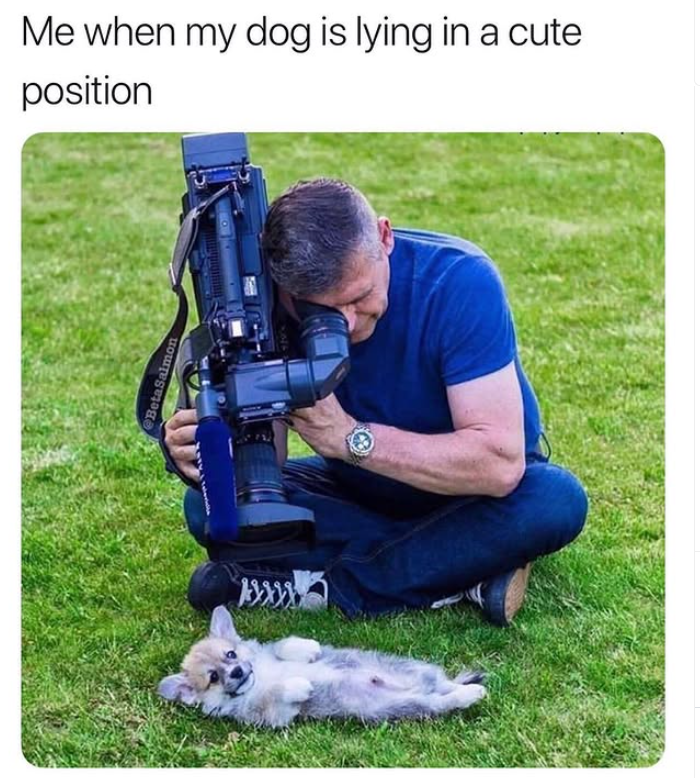 BetaSalmon Me when my dog is lying in a cute position