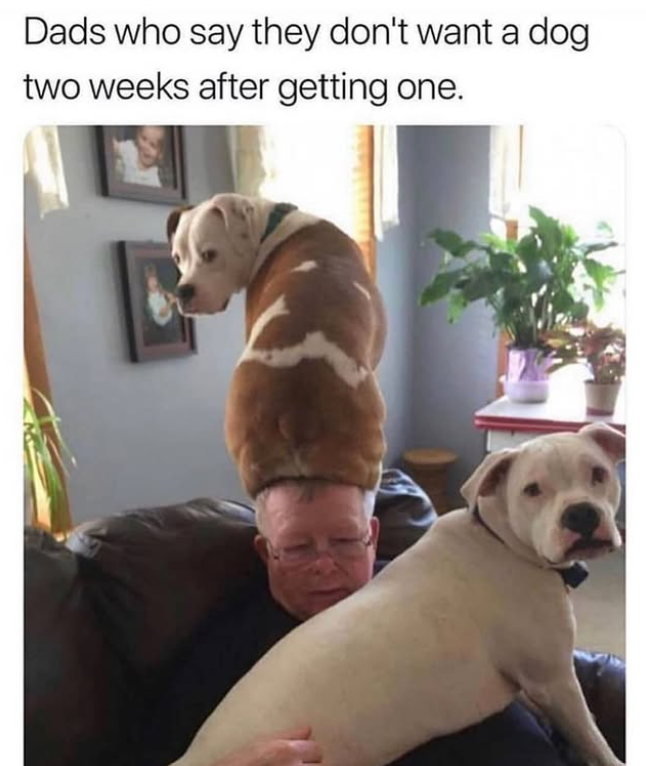 Dads who say they don't want a dog two weeks after getting one.