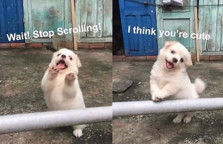 Wait! Stop Scrolling! I think you're cute