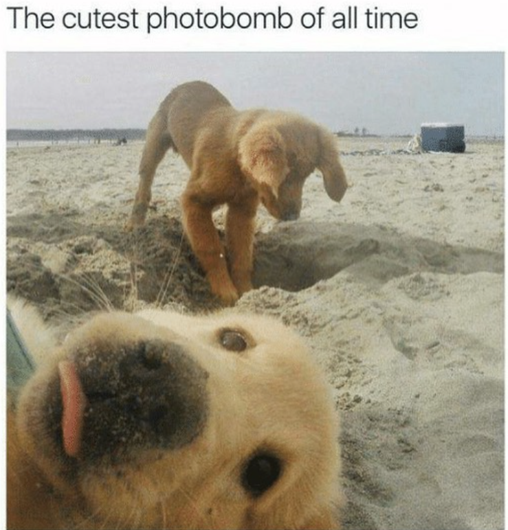 The cutest photobomb of all time