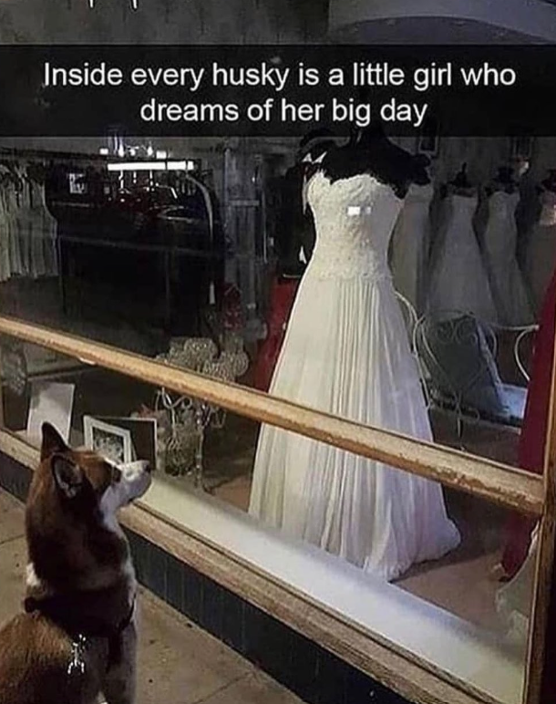 Inside every husky is a little girl who dreams of her big day