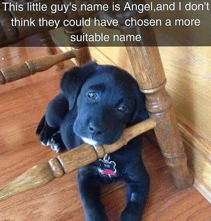 This little guy's name is Angel, and I don't think they could have chosen a more suitable name