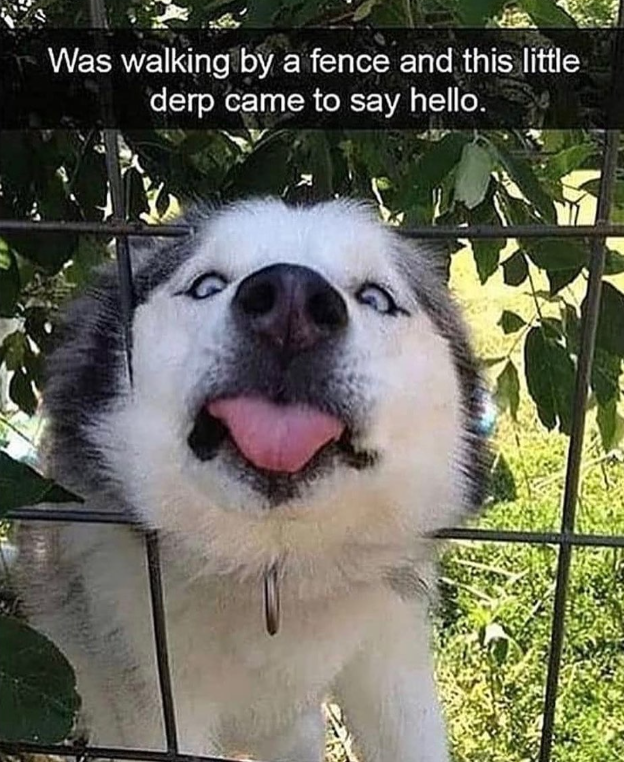 Was walking by a fence and this little derp came to say hello.