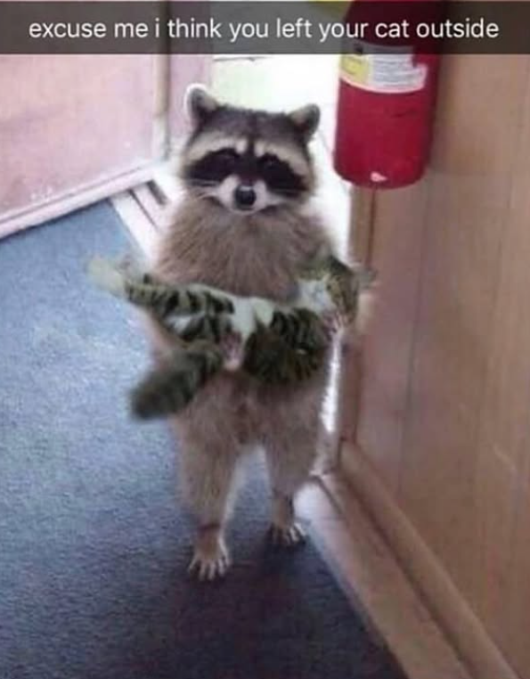 excuse me i think you left your cat outside