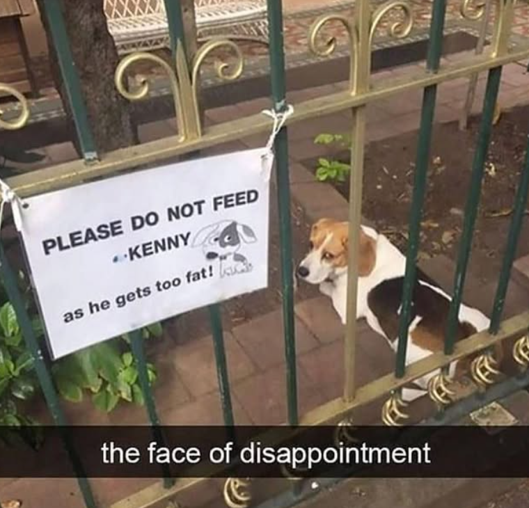 PLEASE DO NOT FEED KENNY as he gets too fat!ack the face of disappointment
