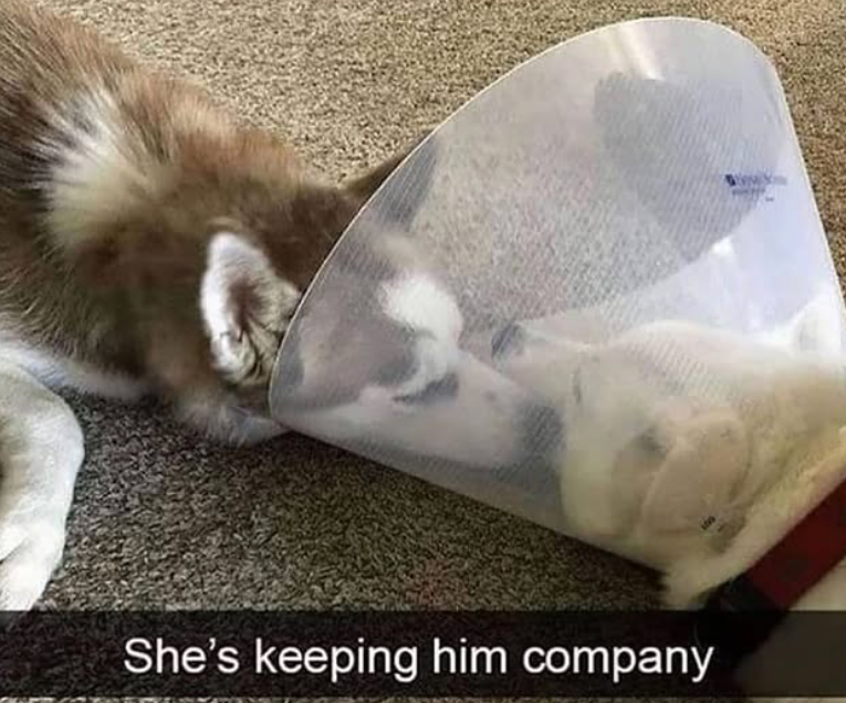 She's keeping him company