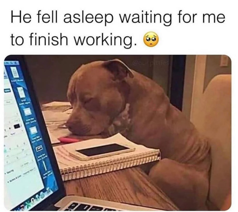 7083 He fell asleep waiting for me to finish working. @lour pitties