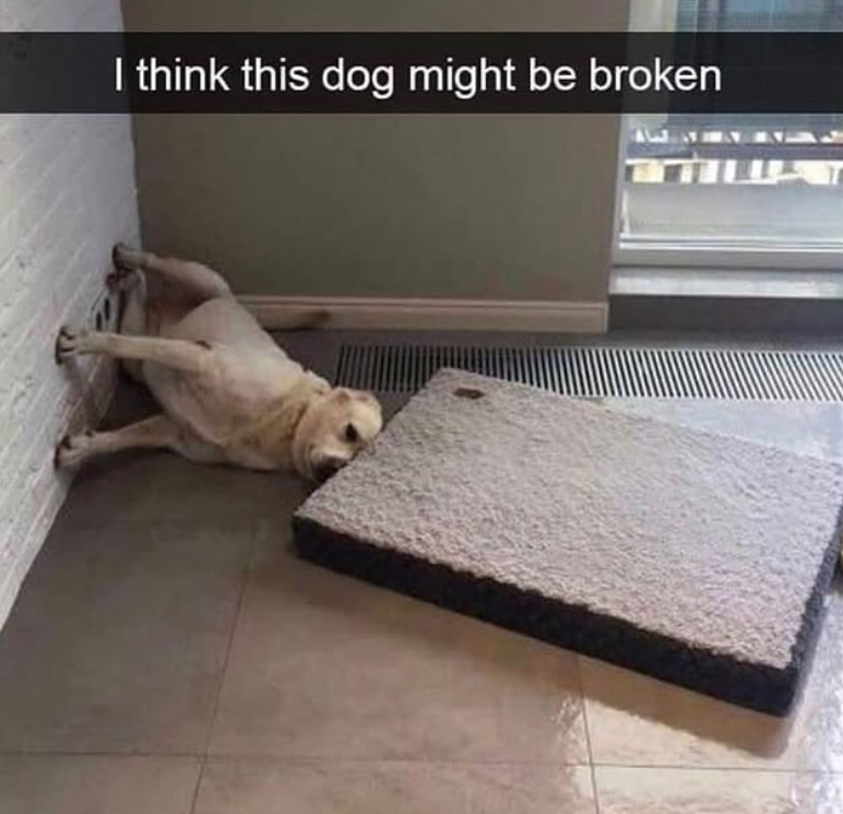 I think this dog might be broken