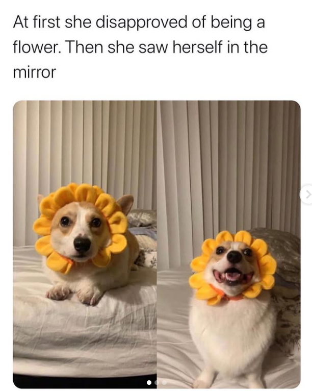 At first she disapproved of being a flower. Then she saw herself in the mirror >