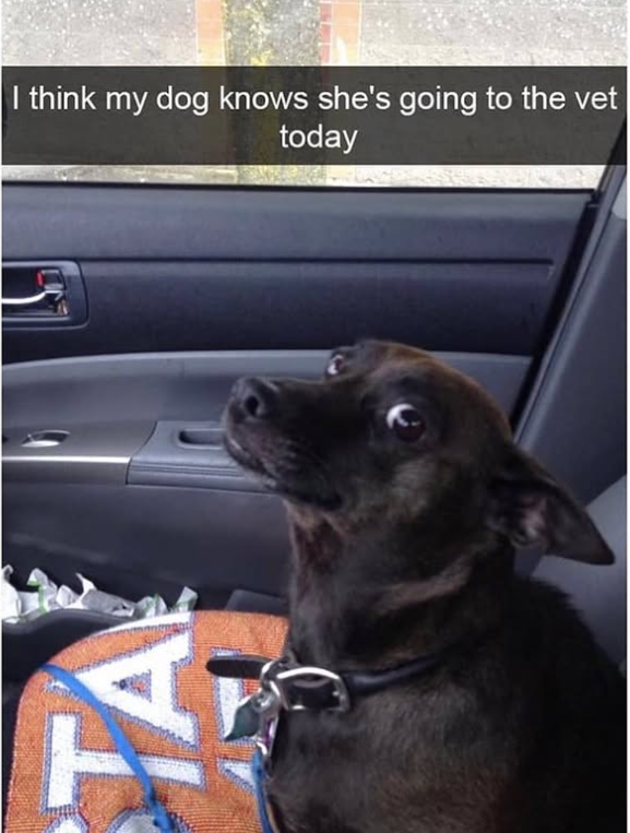 T I think my dog knows she's going to the vet today