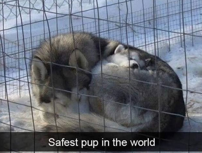 Safest pup in the world