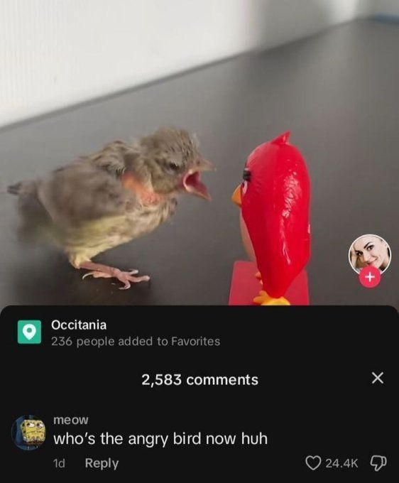 Occitania 236 people added to Favorites meow 2,583 comments who's the angry bird now huh 1d Reply 24.4K