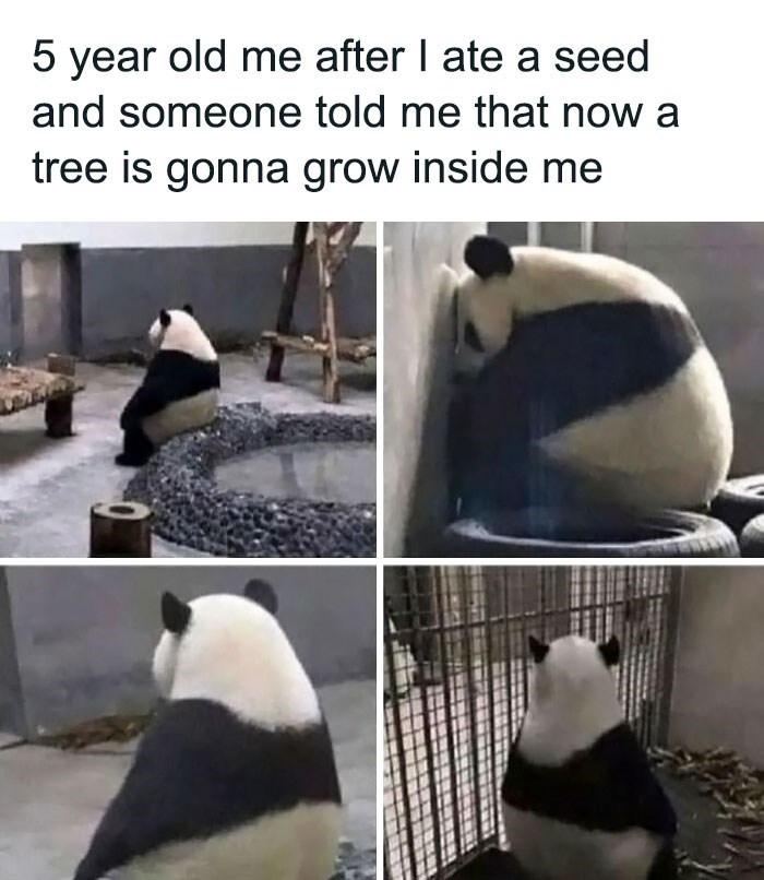 5 year old me after I ate a seed and someone told me that now a tree is gonna grow inside me