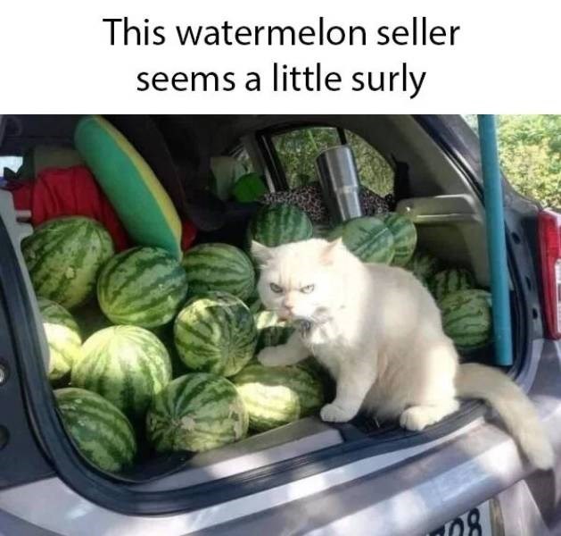 This watermelon seller seems a little surly