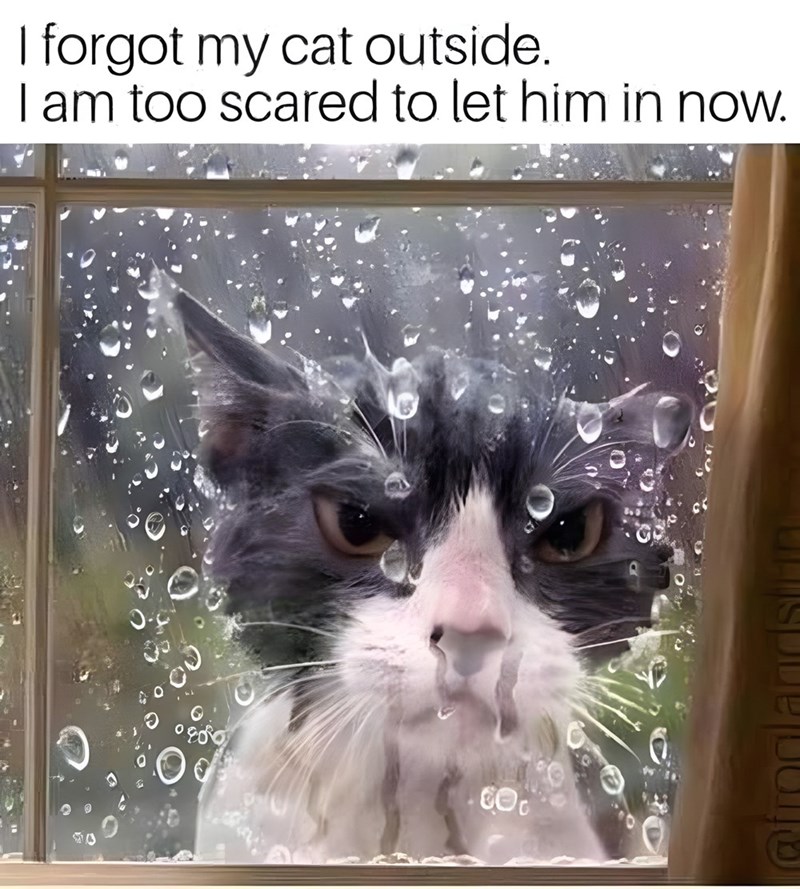I forgot my cat outside. I am too scared to let him in now. CO