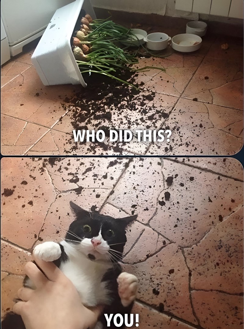 WHO DID THIS? YOU!