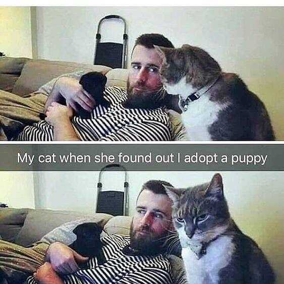 My cat when she found out I adopt a puppy