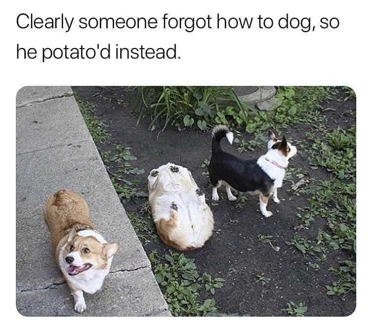 Clearly someone forgot how to dog, so he potato'd instead.