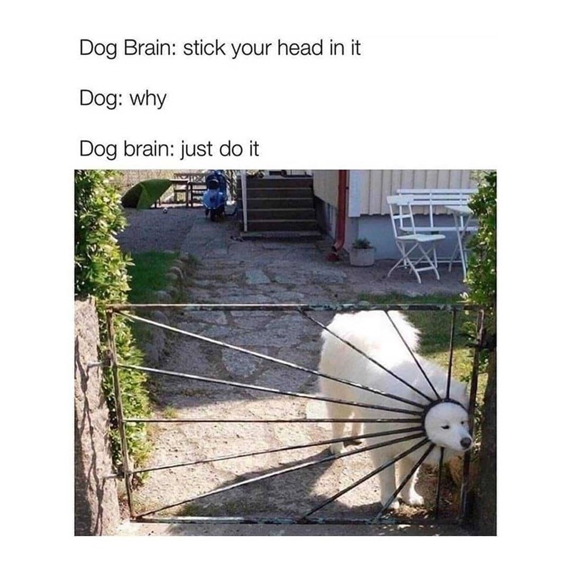 Dog Brain: stick your head in it Dog: why Dog brain: just do it